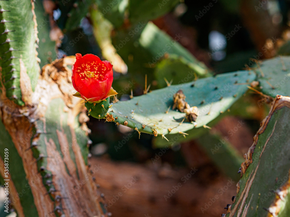 cactus cactus