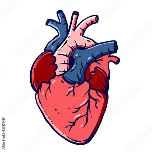detailed and colored illustrations of the human heart for medicine and biology learning