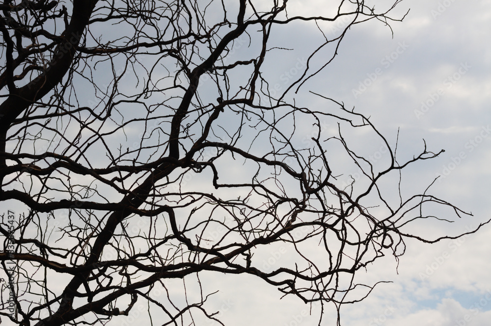 Closeup of dark branch without leaves with blue sky on background Closeup of dark branch without leaves with blue sky on background