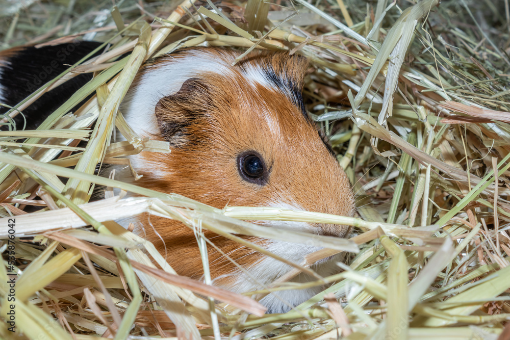 Domestic brown, black and white guinea pig (Cavia porcellus), Cape Town, South Africa Domestic brown, black and white guinea pig (Cavia porcellus), Cape Town, South Africa