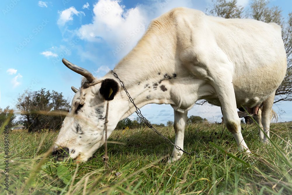 White cow chewing grass in the meadow. White cow chewing grass in the meadow.