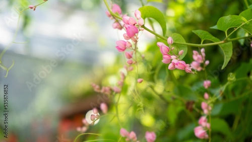 Close up of a beautiful Mexican creeper flower on a natural background photo