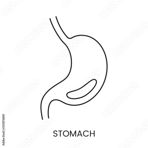 The human stomach is an anatomical linear icon in vector, an illustration of an internal organ.