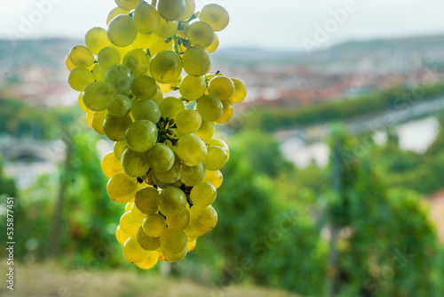 Vine Bunch of grapes and leaves in sunlight and  road between vineyards on slope lower than fortree Marienberg in Wurzburg  - beautiful sky photo