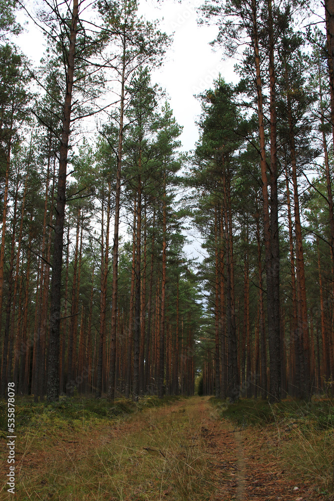 Fototapeta premium green wild pine tree forest
