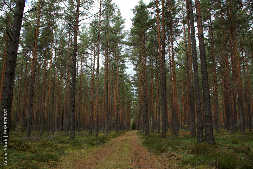 Obraz premium green wild pine tree forest