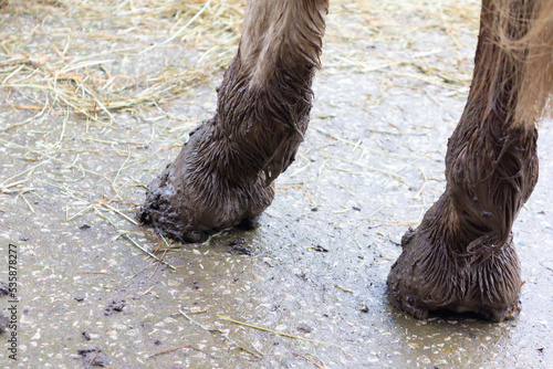 Close up shot of the filthy dirty legs and hooves of a horse after it has been out in field on a muddy winters day, wet and muddy they risk infections such as abscesses and mud fever.