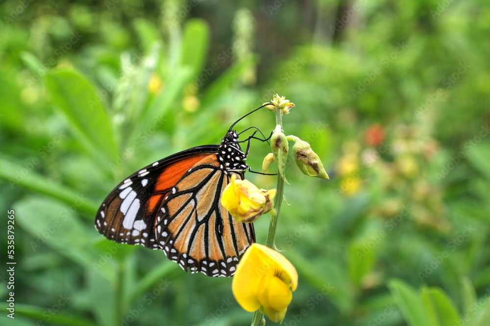Common Tiger Butterfly on the Devil-bean Plant. Common Tiger Butterfly on the Devil-bean Plant.