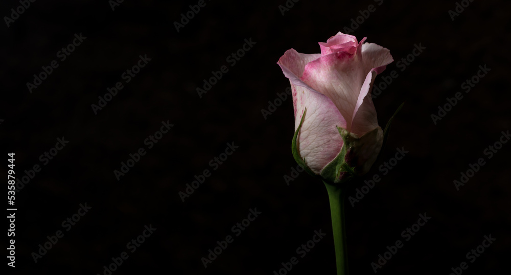 A beautiful flower called rose A beautiful flower called rose