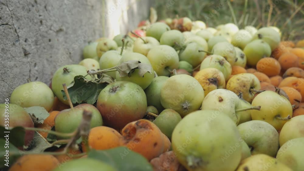 Landfill with rotten apples and apricots. Discarded food waste. Composting. Landfill with rotten apples and apricots. Discarded food waste. Composting.