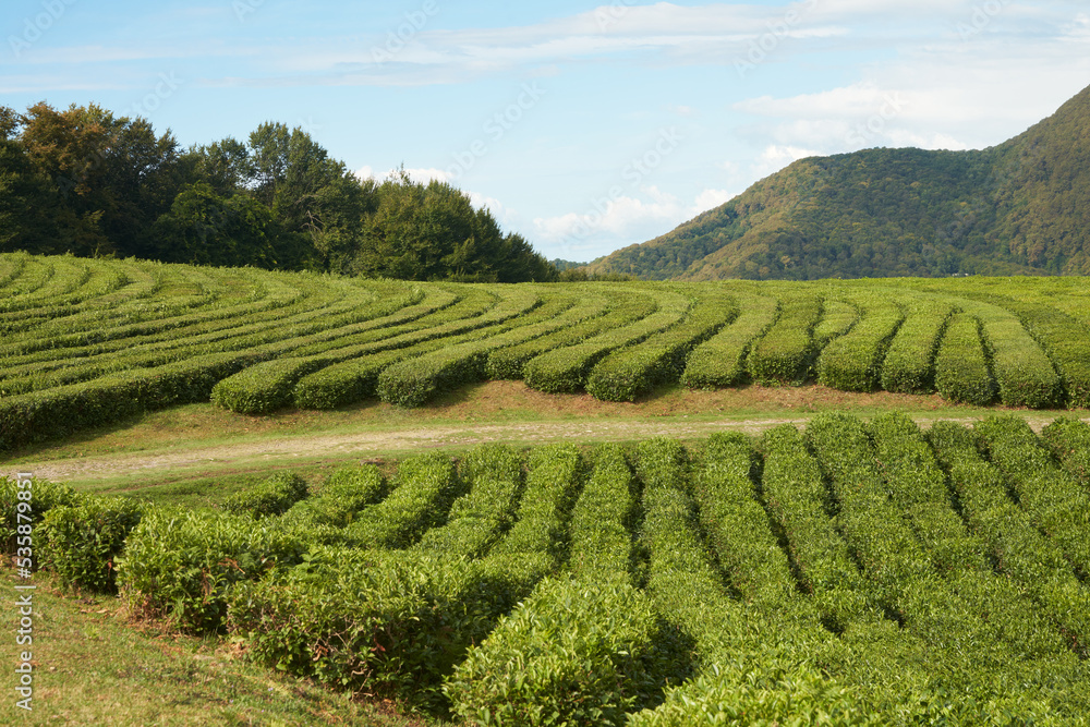 Tea plantation.  Green rows of tea bushes on the mountainside.