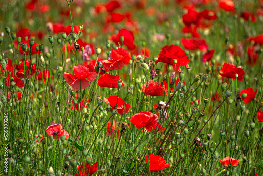 A field of red poppies against a background of green leaves.