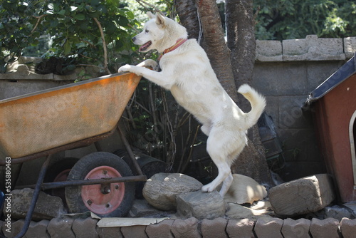 Korean traditional dog called jindo photo