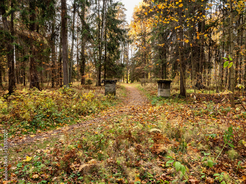 State museum Pavlovsk in autumn. Park alley.