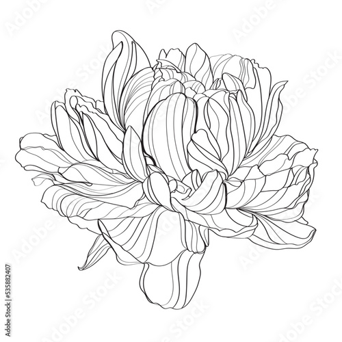 hand drawn sketch of peony