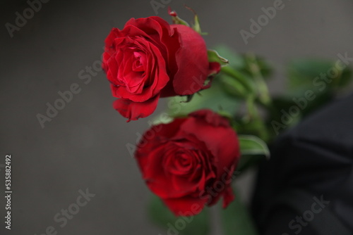 roses rouge