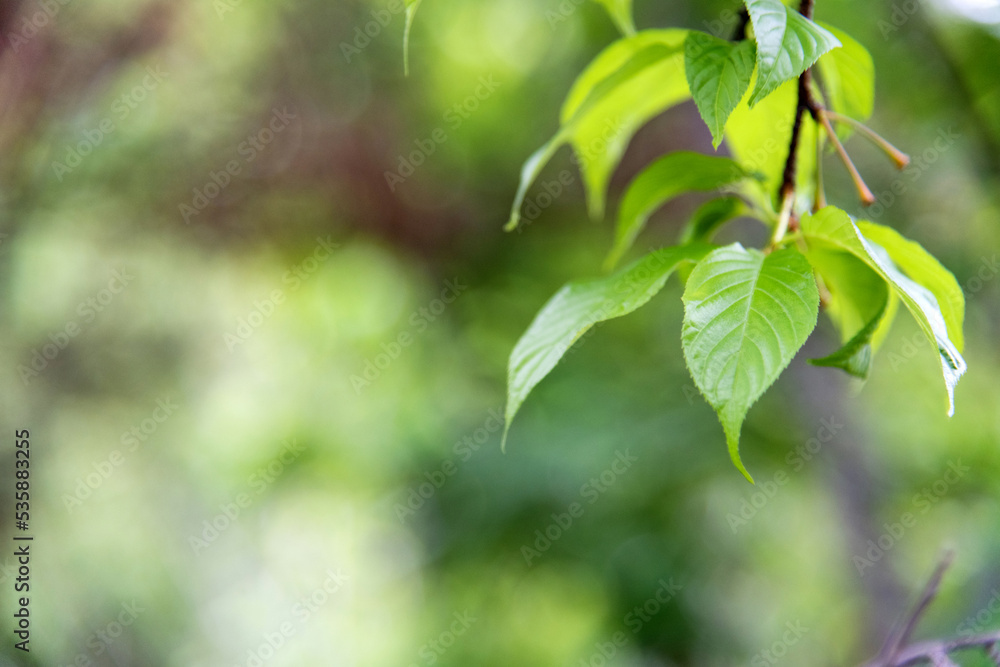 Fresh and green leaves background Fresh and green leaves background