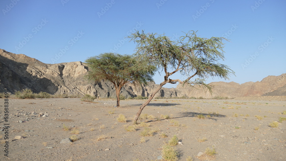 Dwa drzewa na środku wschodniej egipskiej pustynii - obrazy, fototapety, plakaty 
