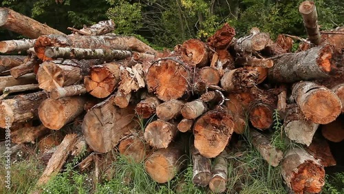 Sawmill. A mountain of old cut diseased trees. Tree trunks affected by woodworm. Rotten tree.