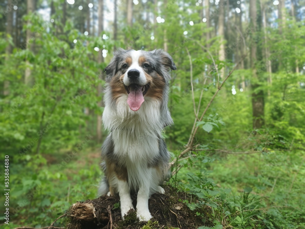 Mini Aussie Blue merle Mini Aussie Blue merle