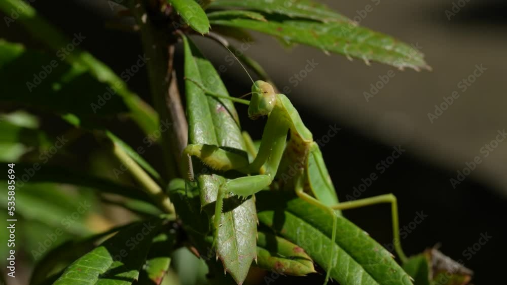 green wild mantis on a leaf green wild mantis on a leaf