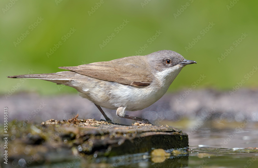 Lesser whitethroat (Curruca curruca) sitting and posing near a water pond in sunny day Lesser whitethroat (Curruca curruca) sitting and posing near a water pond in sunny day