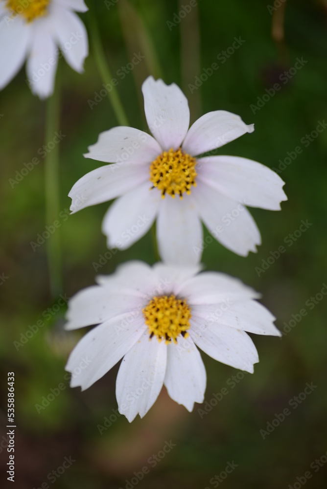 white flowers cosmos high daisies, background yellow stamens of a flower, gradient close-up on the stem, buds of cosmea, on a green blurred background of leaves white flowers cosmos high daisies, background yellow stamens of a flower, gradient close-up on the stem, buds of cosmea, on a green blurred background of leaves