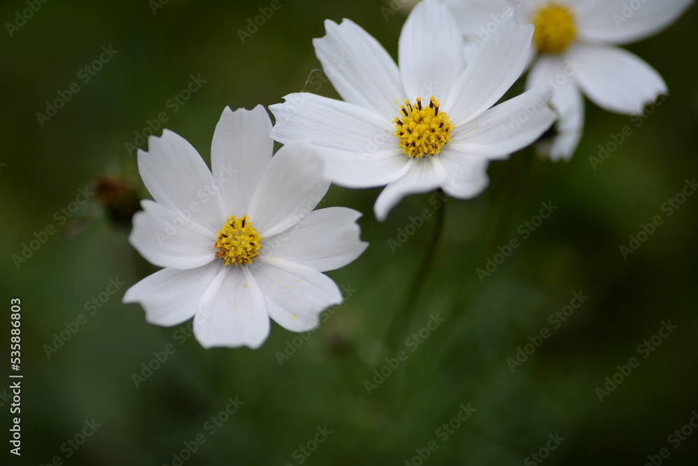 white flowers cosmos high daisies, background yellow stamens of a flower, gradient close-up on the stem, buds of cosmea, on a green blurred background of leaves white flowers cosmos high daisies, background yellow stamens of a flower, gradient close-up on the stem, buds of cosmea, on a green blurred background of leaves