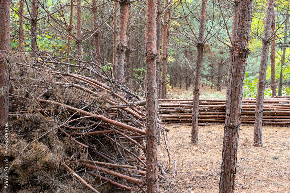 Pile of logs, stack of wood in pine tree forest. Sanitary logging