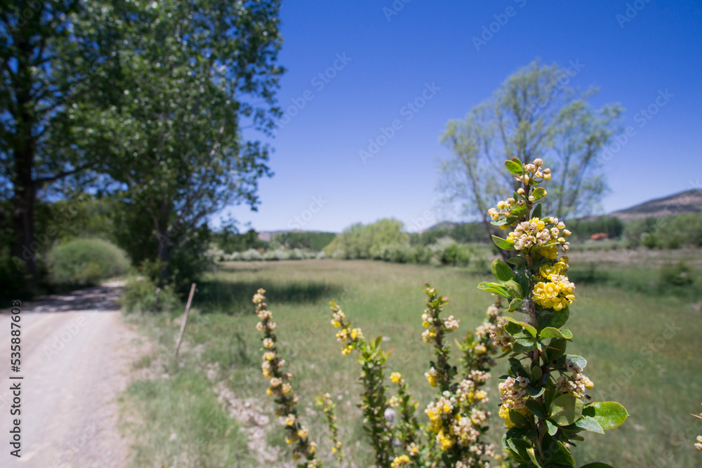 Spring flowers in meadow Teruel mountains Aragon Spain