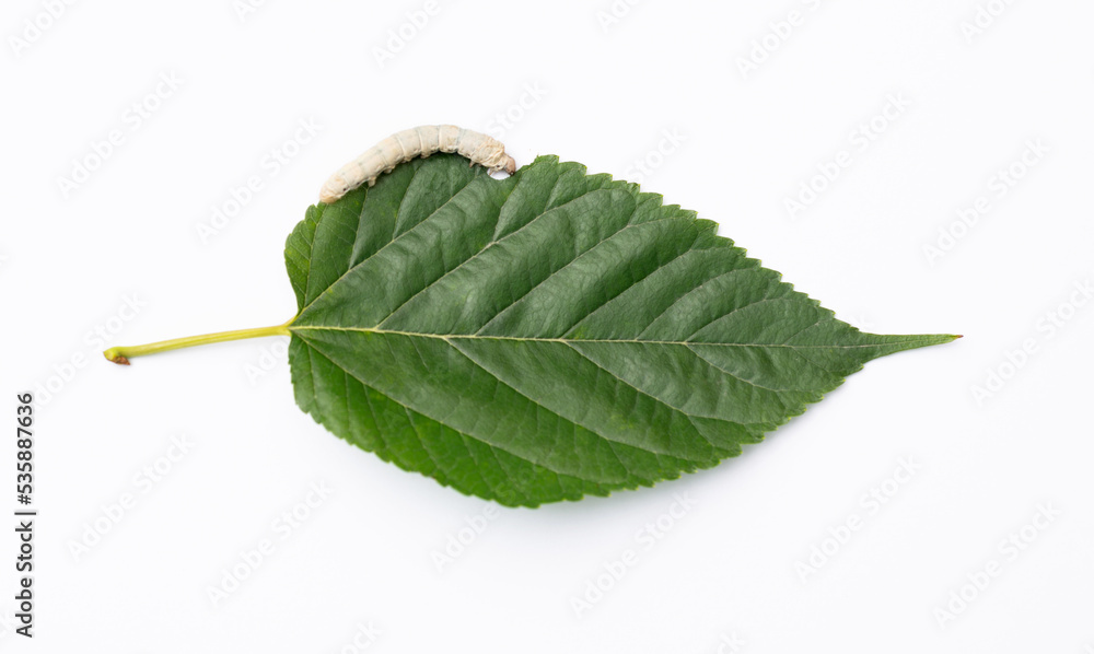 Fototapeta premium One silkworm eating mulberry leaf