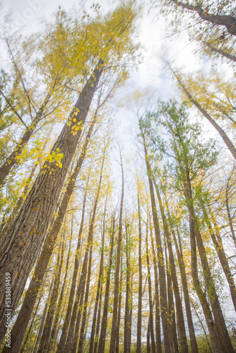 Autumn landscape in Alcala de la Selva Teruel Aragon Spain Yellow poplar trees