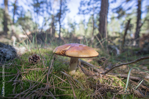 Wild mushrooms in Teruel mountains Aragon Spain