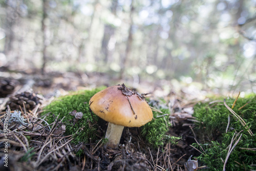 Wild mushrooms in Teruel mountains Aragon Spain