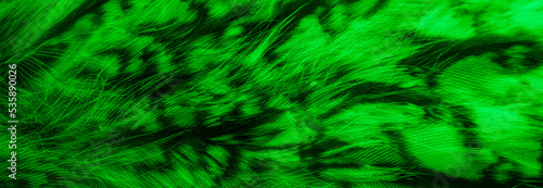 green and black owl feathers background or textura