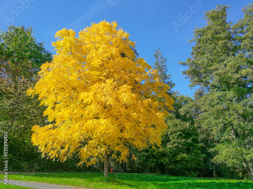 a black walnut tree (Juglans nigra) in brilliant yellow autumn coloring in a public park against deep blue sky.