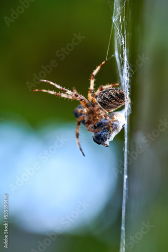 European garden spider with wasps in the web (Araneus diadematus). Female spider and her prey