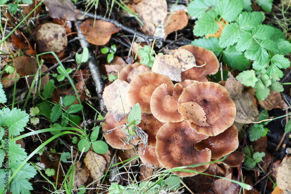 small mushrooms in the autumn forest close up small mushrooms in the autumn forest close up