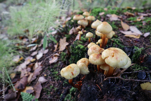 small mushrooms in the autumn forest close up
