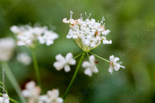 small white flowers in the forest close up