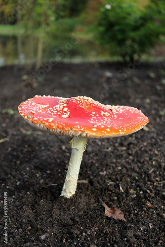 amanita muscaria fly agaric mushroom close up view