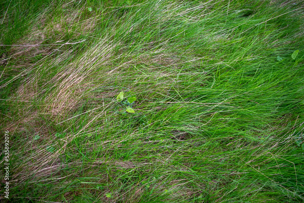 Herbe d'une plaine couchée, vu du dessus Herbe d'une plaine couchée, vu du dessus