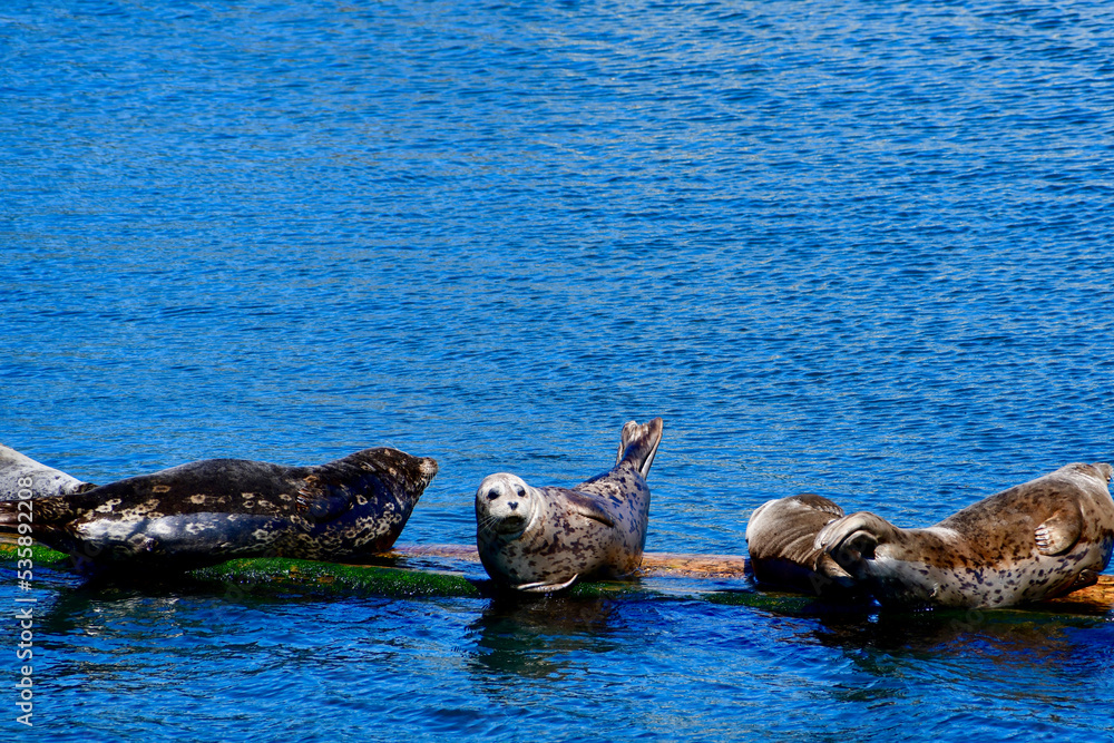 Fototapeta premium Seals in there harbour
