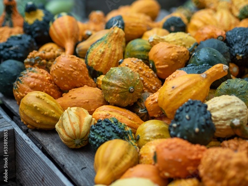 Orange, green and yellow gourds in the fall photo