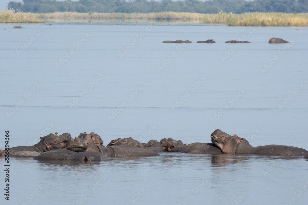 Fototapeta premium Hippopotamus in Zambezi River, Zambia