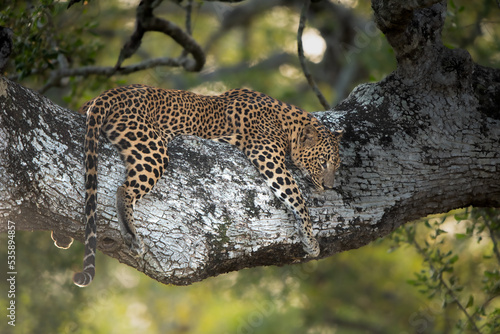 Sri Lanka leopad photo