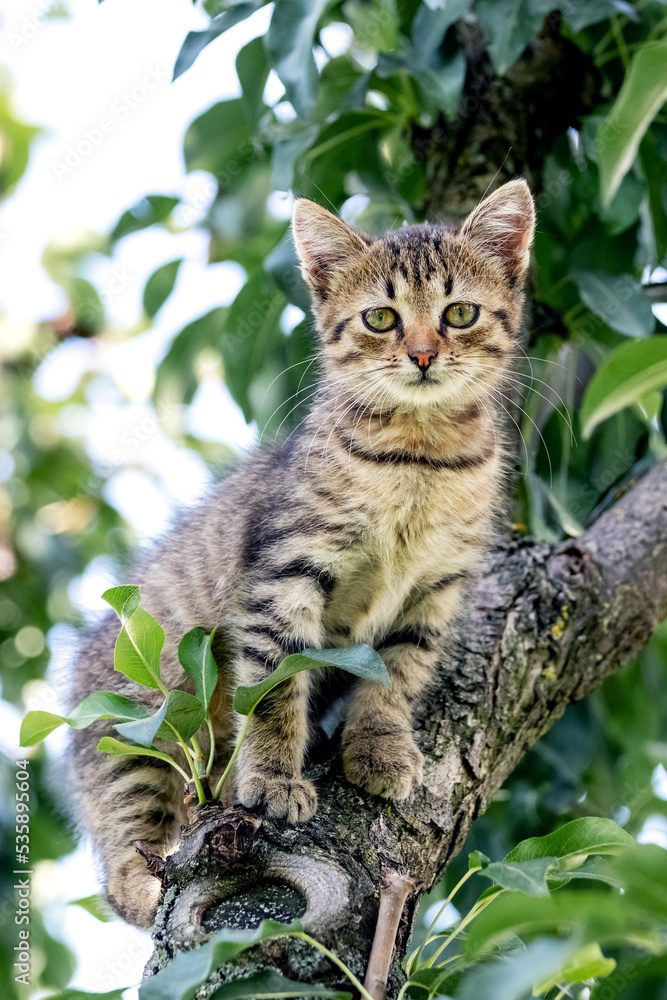 A small striped kitten sits high in a tree A small striped kitten sits high in a tree