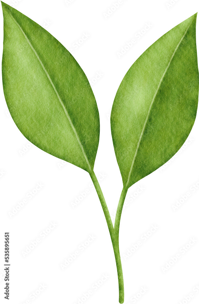 Watercolor green leaves branch Watercolor green leaves branch