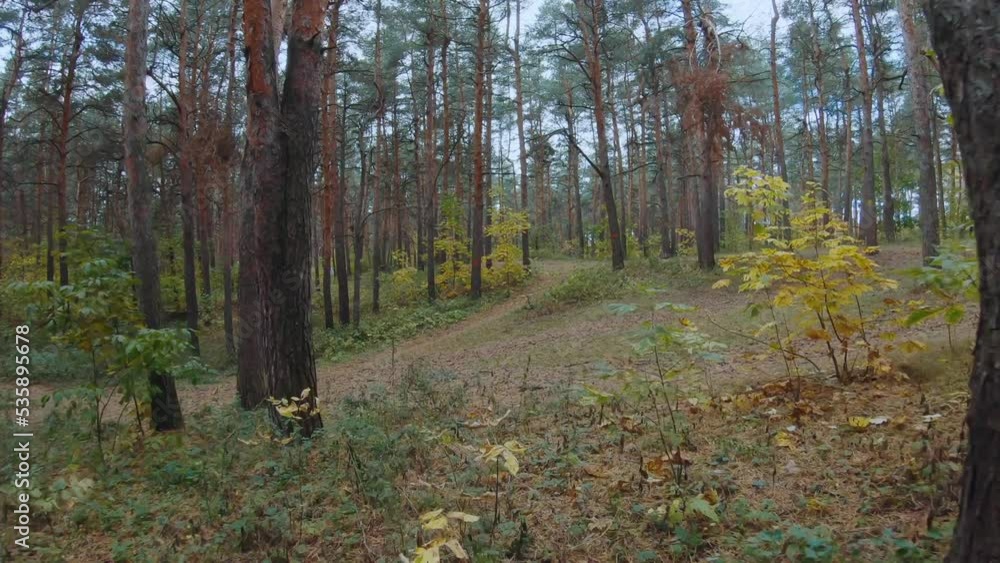 Girl running in autumn forest, fpv shooting, autumn forest, fpv shooting running Girl running in autumn forest, fpv shooting, autumn forest, fpv shooting running