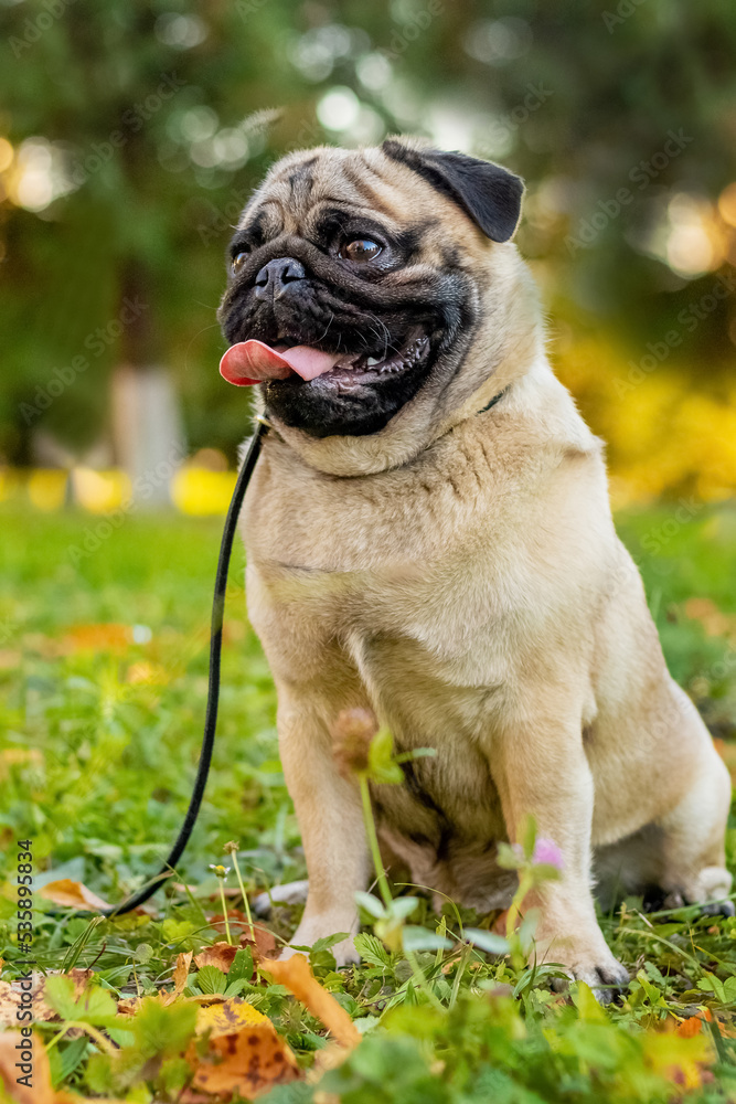 A pug dog on a leash sits in the park on the grass in autumn